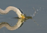 Grey Heron Conwy RSPB