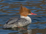 Goosander  Llanberis Gwynedd