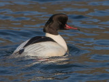 Goosander  Llanberis Gwynedd