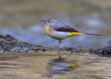 Grey Wagtail   North Wales