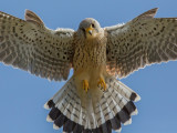 Common Kestrel Wales