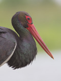 Black Stork    Hortobagy,Hungary