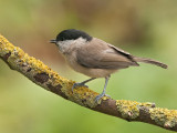 Marsh Tit     Wales