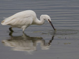 Little Egret Conwy RSPB