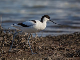 Avocet   Lesvos,Greece