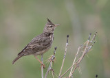 Crested Lark   Lesvos,Greece