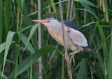 Little Bittern Bulgaria