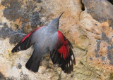 Wallcreeper   Bulgaria