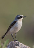 Northern Wheatear Bulgaria