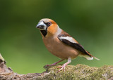 Hawfinch    Bulgaria