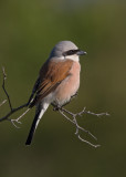 Red-backed Shrike Bulgaria