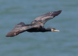 (Great) Cormorant    Wales