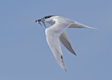 Sandwich Tern  Cemlyn Bay Anglesey