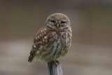 Little Owl   Lesvos,Greece