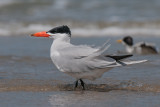 Caspian Tern  Gambia