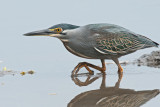 Striated Heron   Gambia