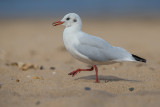 Black-headed Gull    Wales