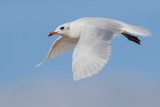 Mediterranean Gull    Colwyn Bay