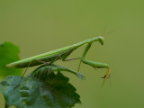 Preying Mantis  The Gambia