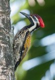 Black Rumped Flameback Kerala