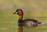 Little Grebe   Hungary