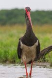 Black Stork    Hortobagy,Hungary