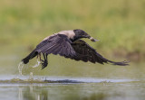 Hooded Crow    Hortobagy,Hungary