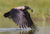 Hooded Crow    Hortobagy,Hungary