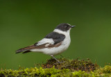 Collared Flycatcher    Hungary