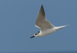 Gull-billed Tern   Sri Lanka