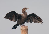 Little Cormorant    Kerala