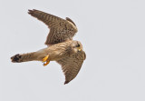 Common Kestrel   Wales