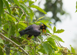 Hill Myna   Singapore