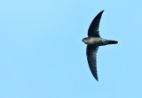 Black Nest Swiftlet    Thailand