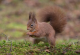 Red Squirrel  Wales