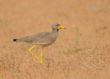 Wattled Plover   Gambia