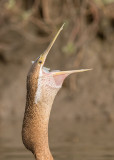 African Darter  Gambia