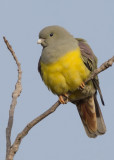 Bruces Green Pigeon   Gambia
