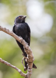 Fork Tailed Drongo    Gambia