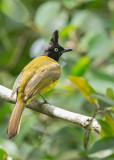 Black-crested Bulbul   Thailand