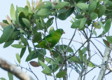 Vernal Hanging Parrot   Thailand