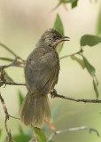 Olive-winged Bulbul   Thailand