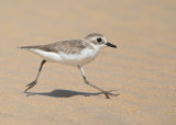 Lesser Sand Plover   Thailand