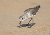 Lesser Sand Plover   Thailand