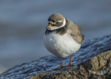 Ringed Plover  Rhos Point Conwy