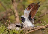 Namaqua Dove    Gambia