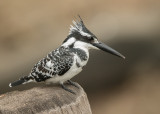 Pied Kingfisher  Gambia