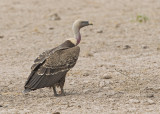 Rppells Vulture    Gambia