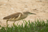 Squacco Heron  Gambia