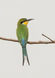 Swallow-tailed Bee-eater    Gambia